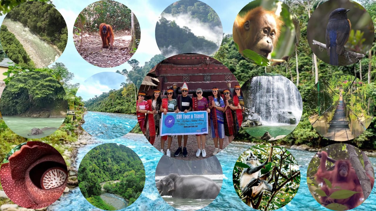 Bukit Lawang Tour Package 5 Days 4 Nights, Orangutan Jungle Trekking & Sumatra Wildlife Tour - Medan Tour Package & Lake Toba Sumatra Holiday Packages