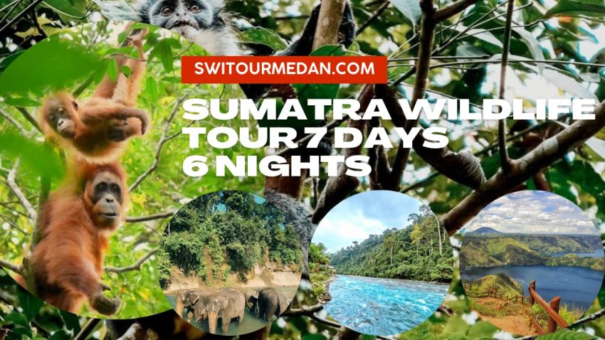 Sumatra Wildlife Tours