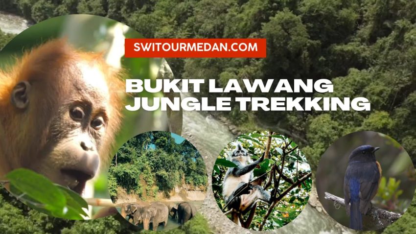 Bukit Lawang Jungle Trekking