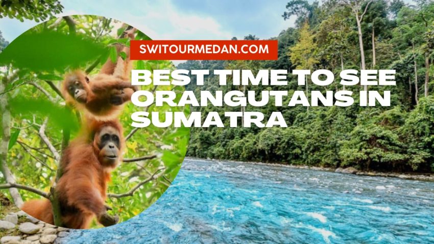 Best Time To See Orangutans