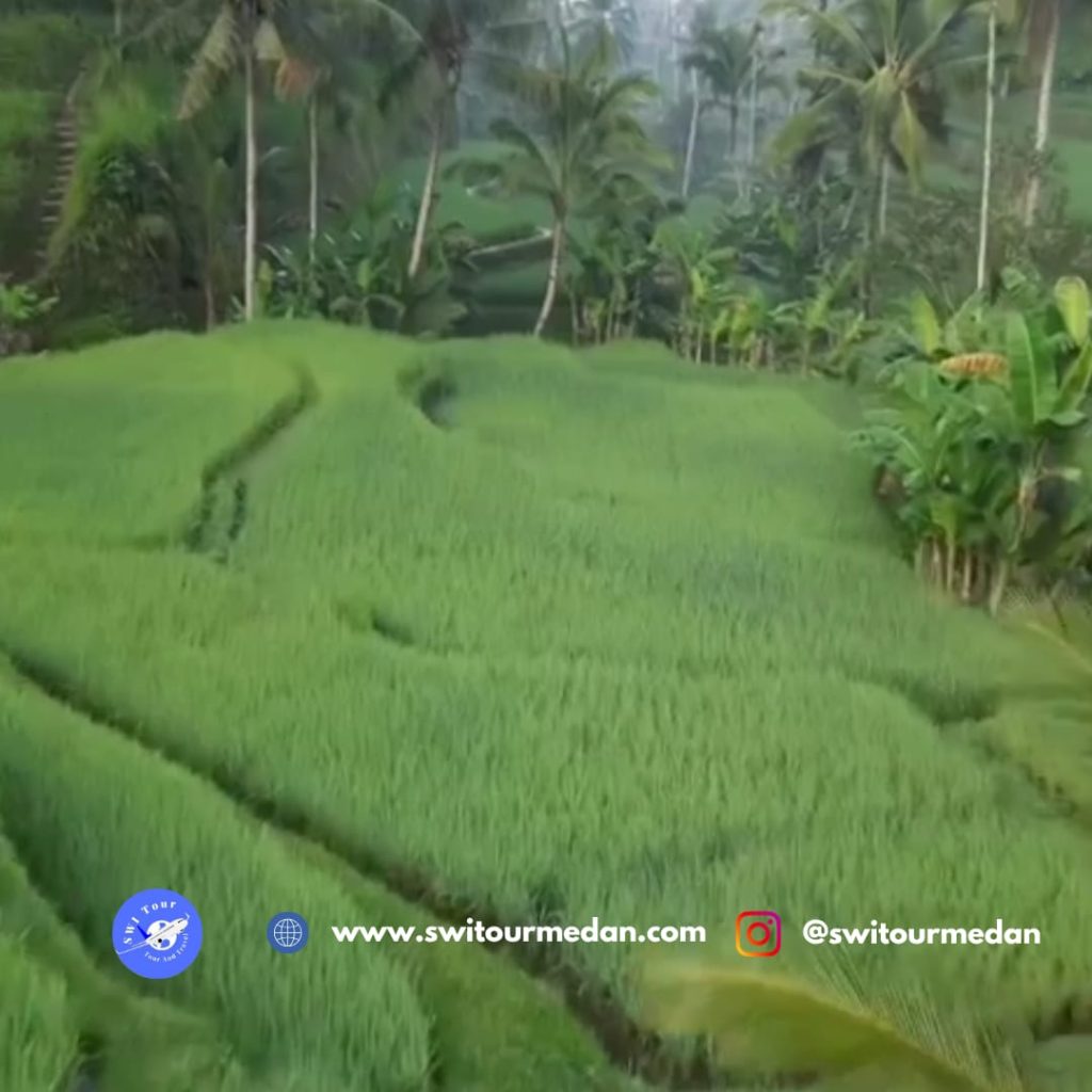 Bali Holiday Package