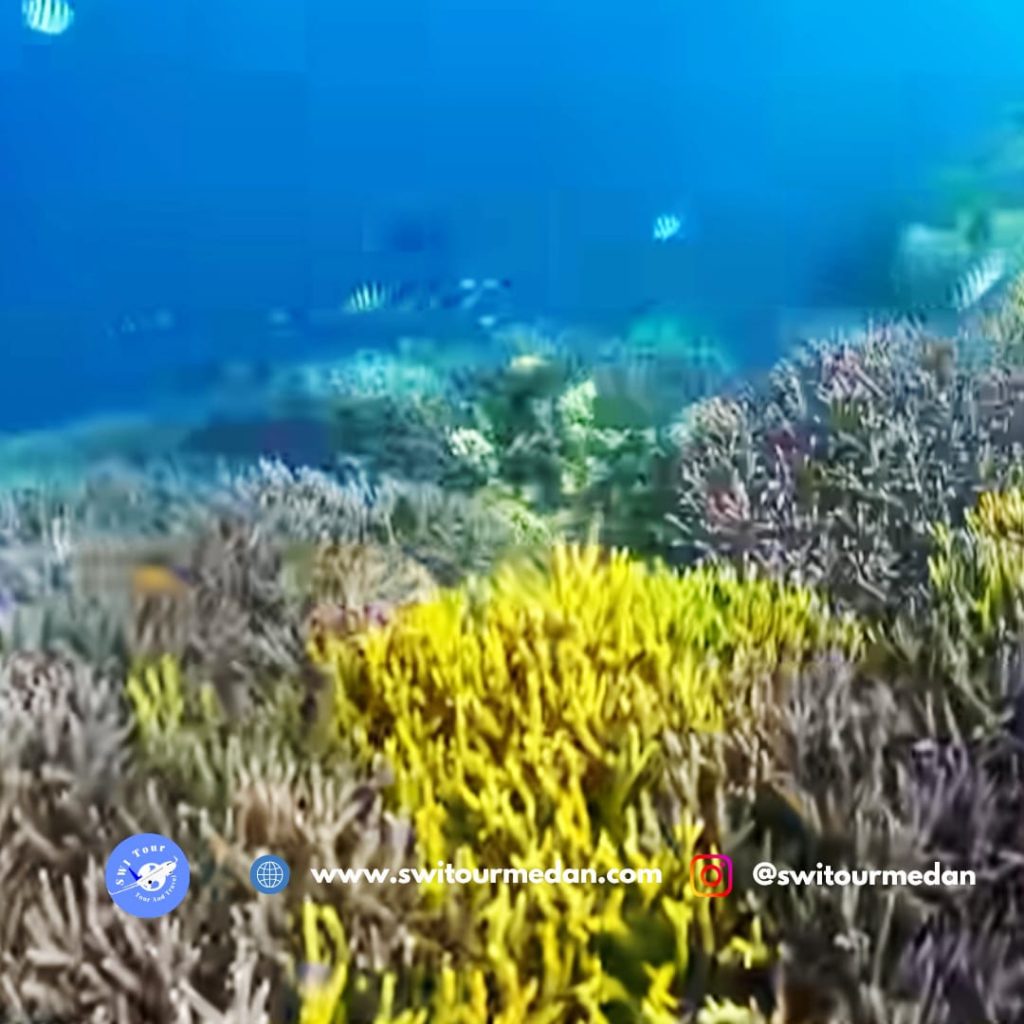 Gilis Snorkeling Trip