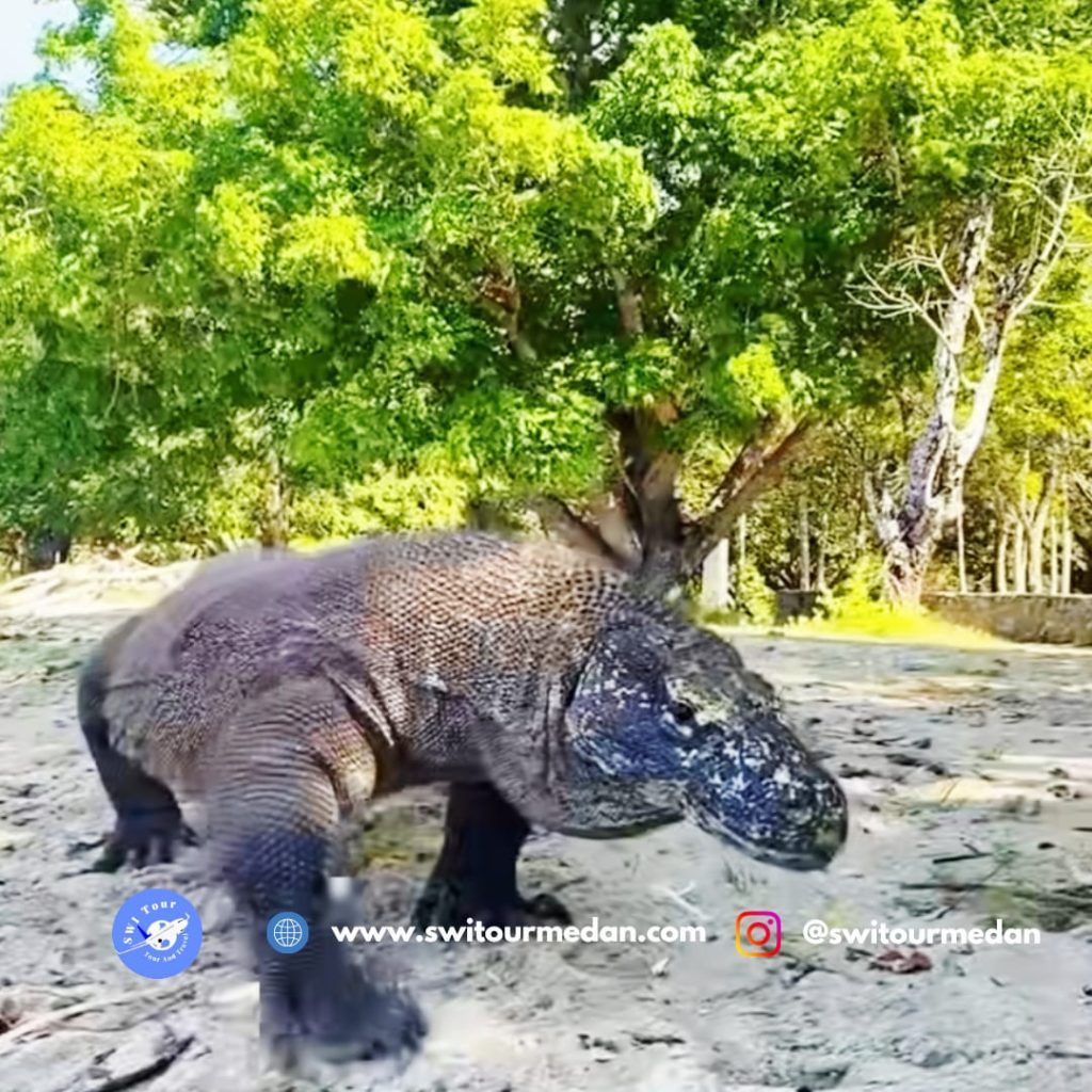 Komodo Island Tour Package