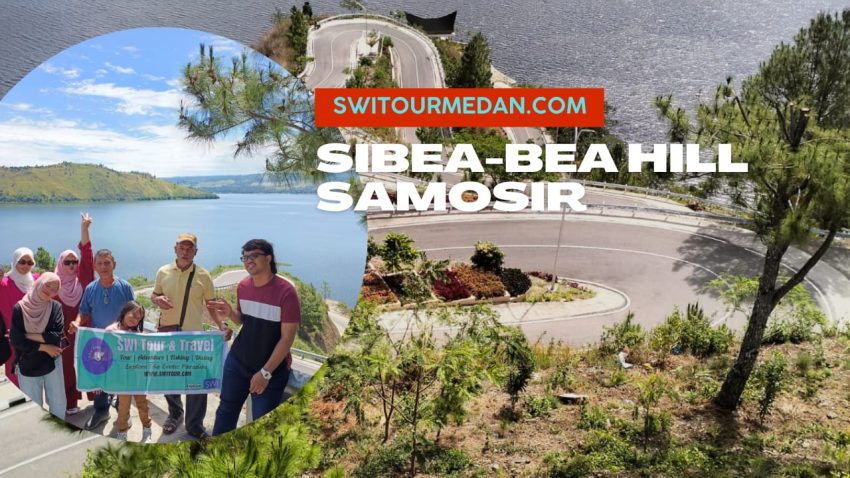 Sibea bea Hill