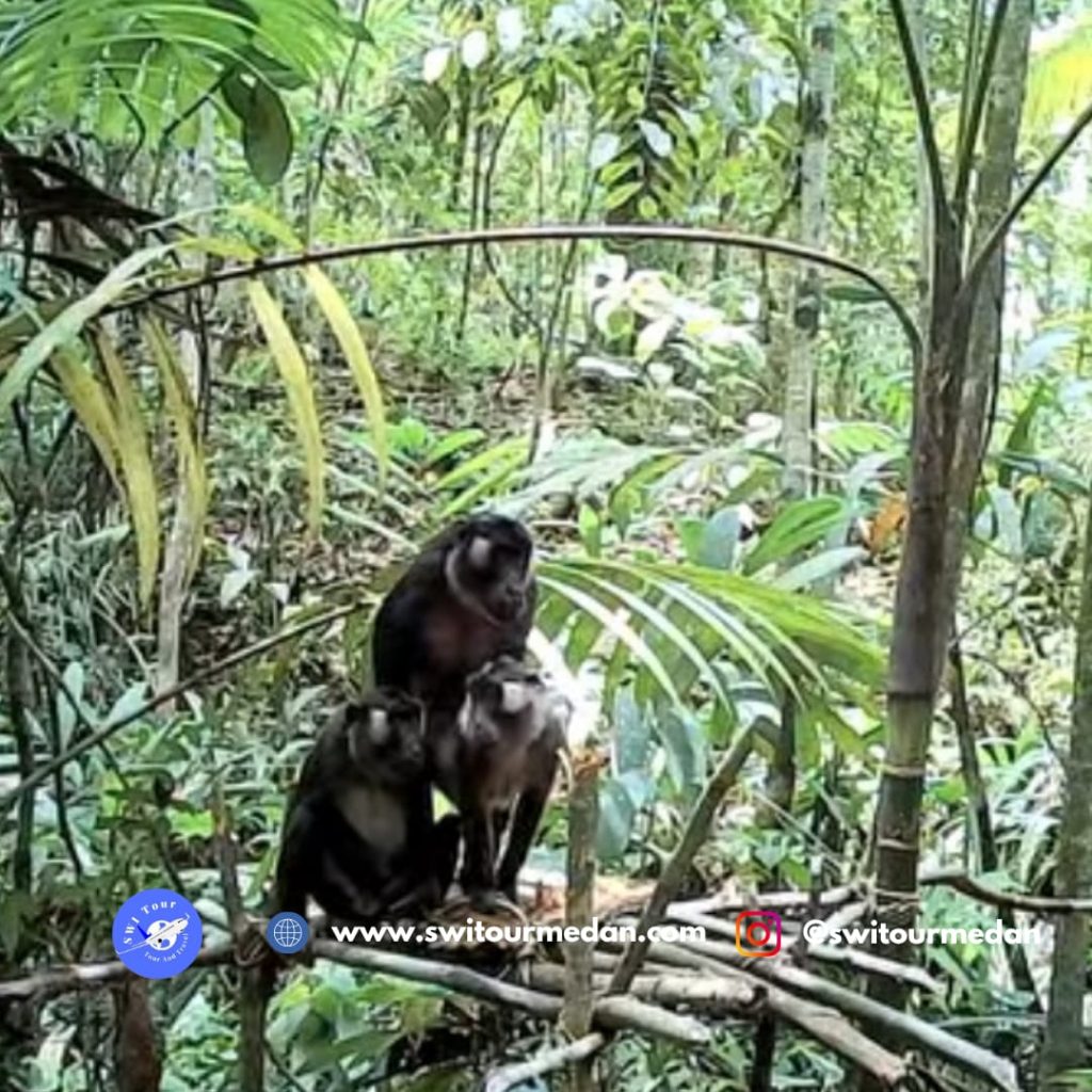 Siberut National Park